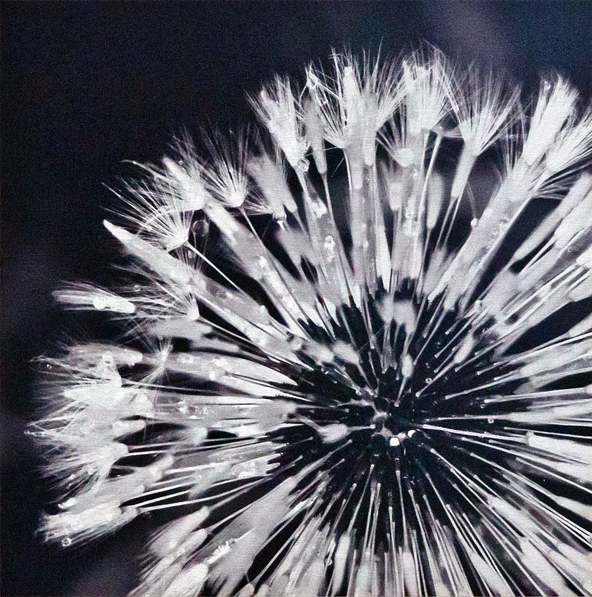 MarittaMorgner Pusteblume I