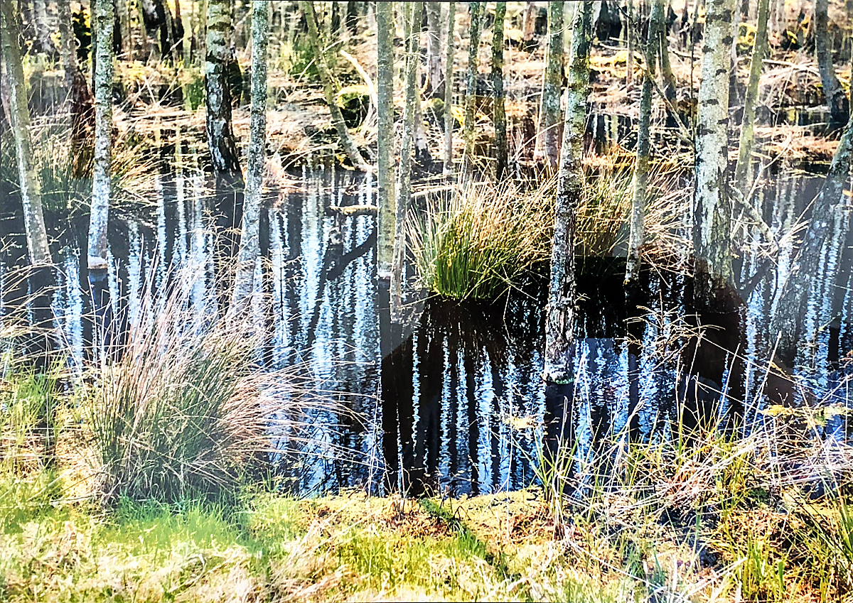 Klaus Ullrich Zingster Boddenlandschaft 1